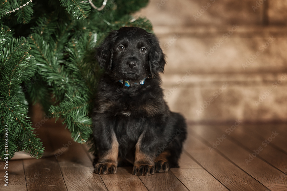 Black and golden hovawart puppy Black and golden hovawart puppy