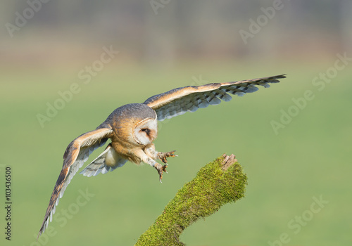 Barn owl taking off from mossy perch, open wings, with clean background, Czech republic, Europe