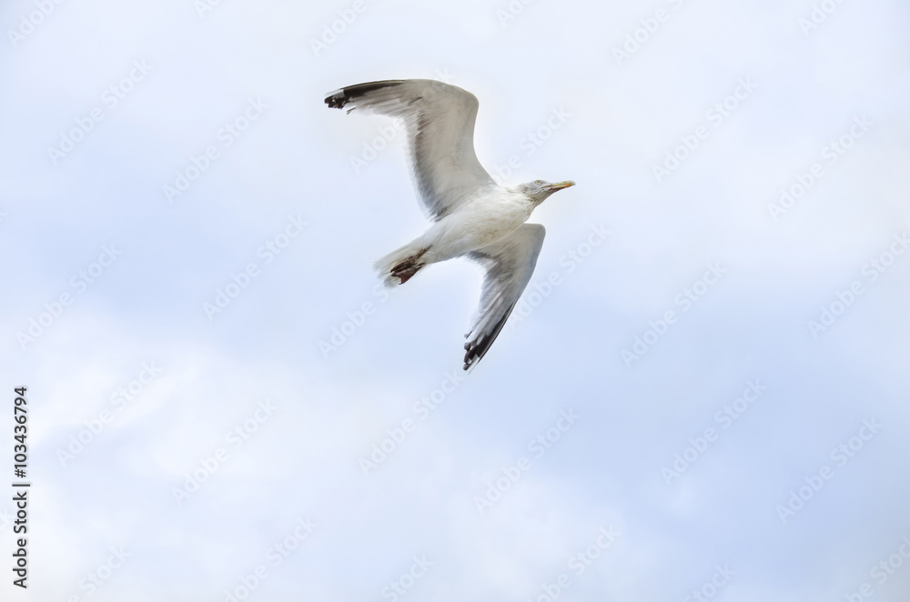 Seagull flying on blue sky Seagull flying on blue sky