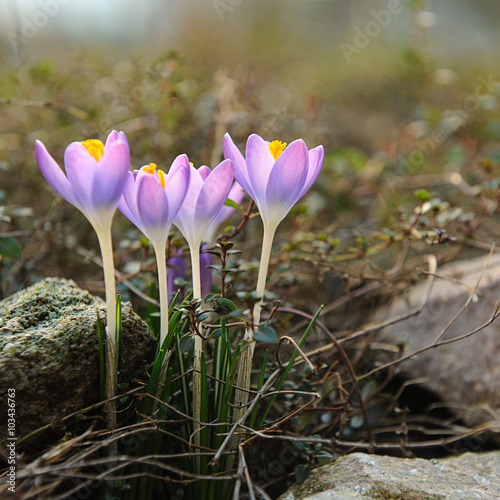 Wonderful spring flower background, purple crocus flowers