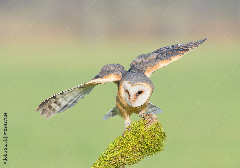 Barn owl landing on mossy perch, open wings, with clean background, Czech republic, Europe