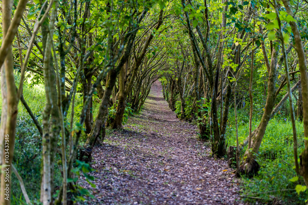 Avenue of trees in Tropical forest in Monteverde, Costa Rica Avenue of trees in Tropical forest in Monteverde, Costa Rica