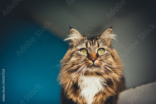 Gray kitten cat with stripped fur chest