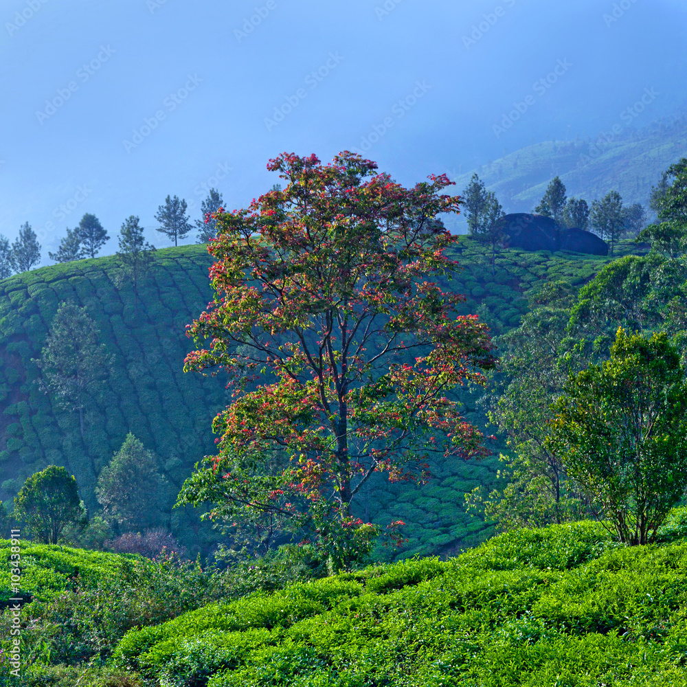 Blossoming tree over tea plantations in Munnar, Kerala, South India