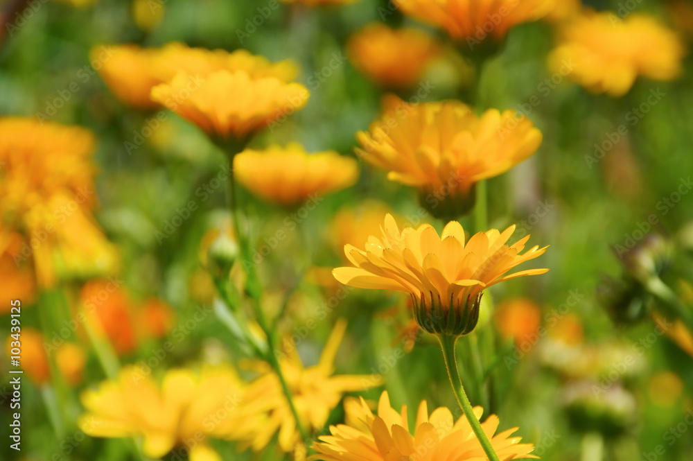 Ringelblume - calendula flower in summer Ringelblume - calendula flower in summer