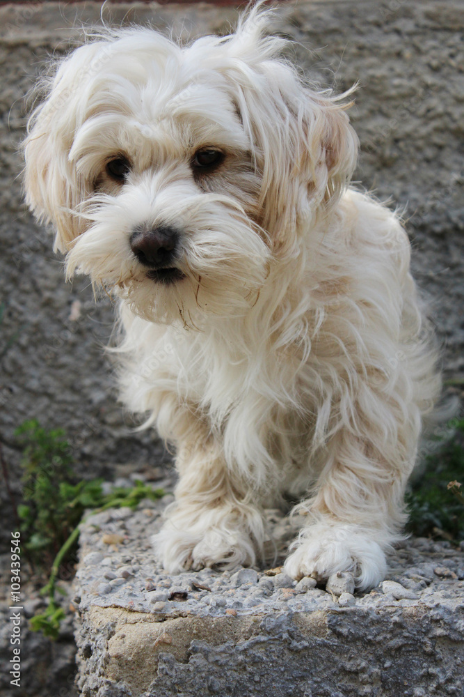 puppy maltese  mini