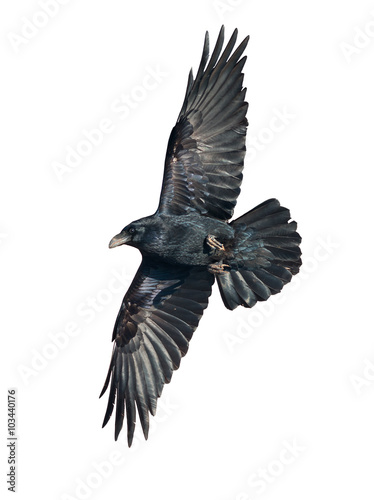Raven in flight isolated on white