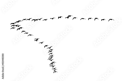 Greater white-fronted goose wedge in flight. Vector silhouette a flock of birds