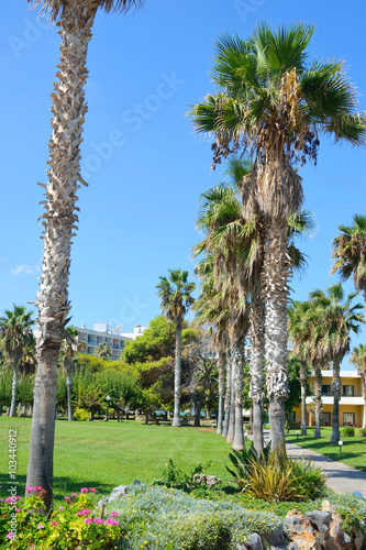 Palm trees, Crete. © konstan