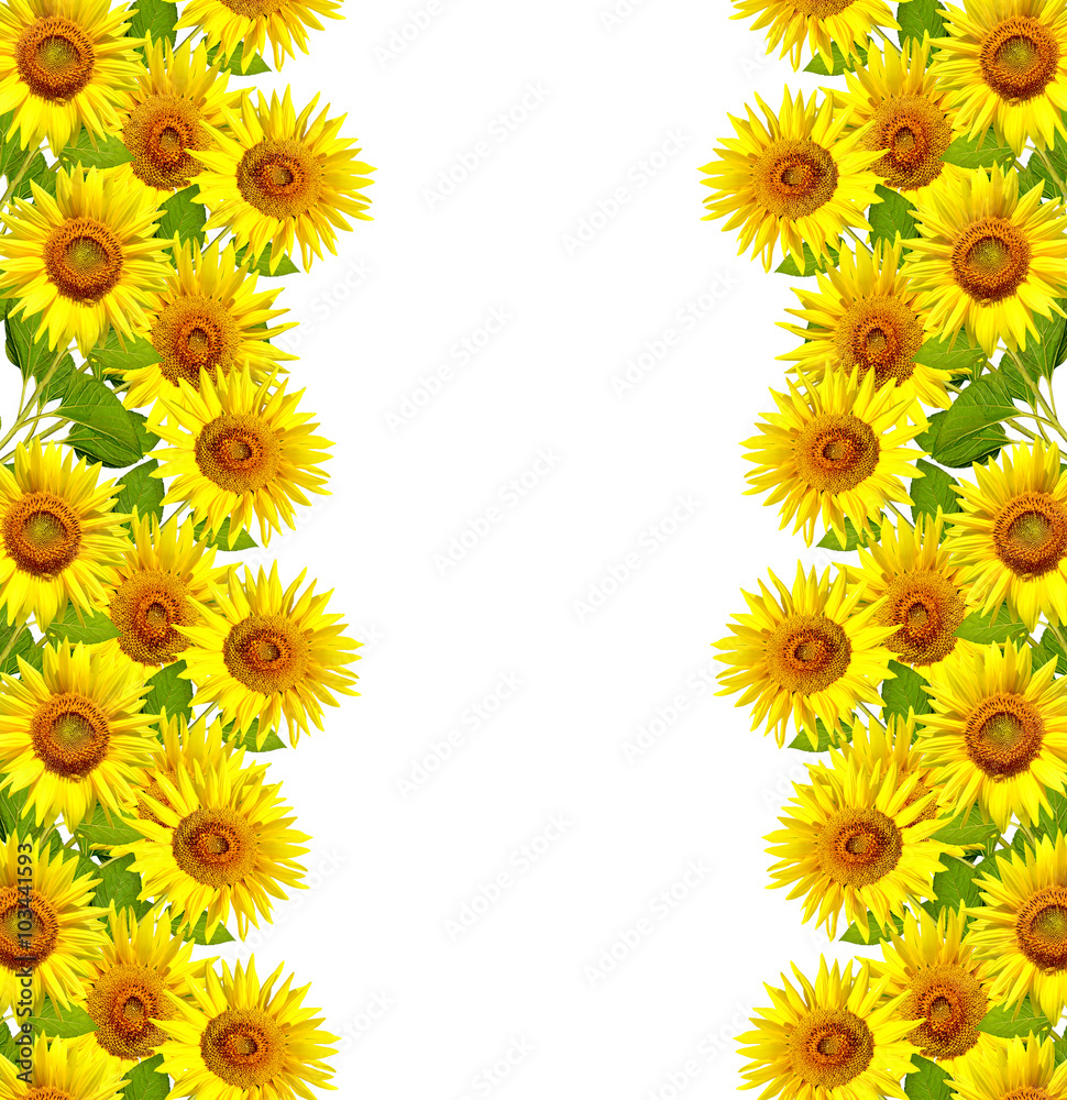 Fototapeta premium beautiful sunflower isolated