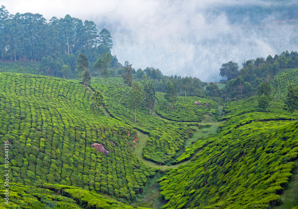 Fototapeta premium Tea plantations view in Munnar, Kerala, South India