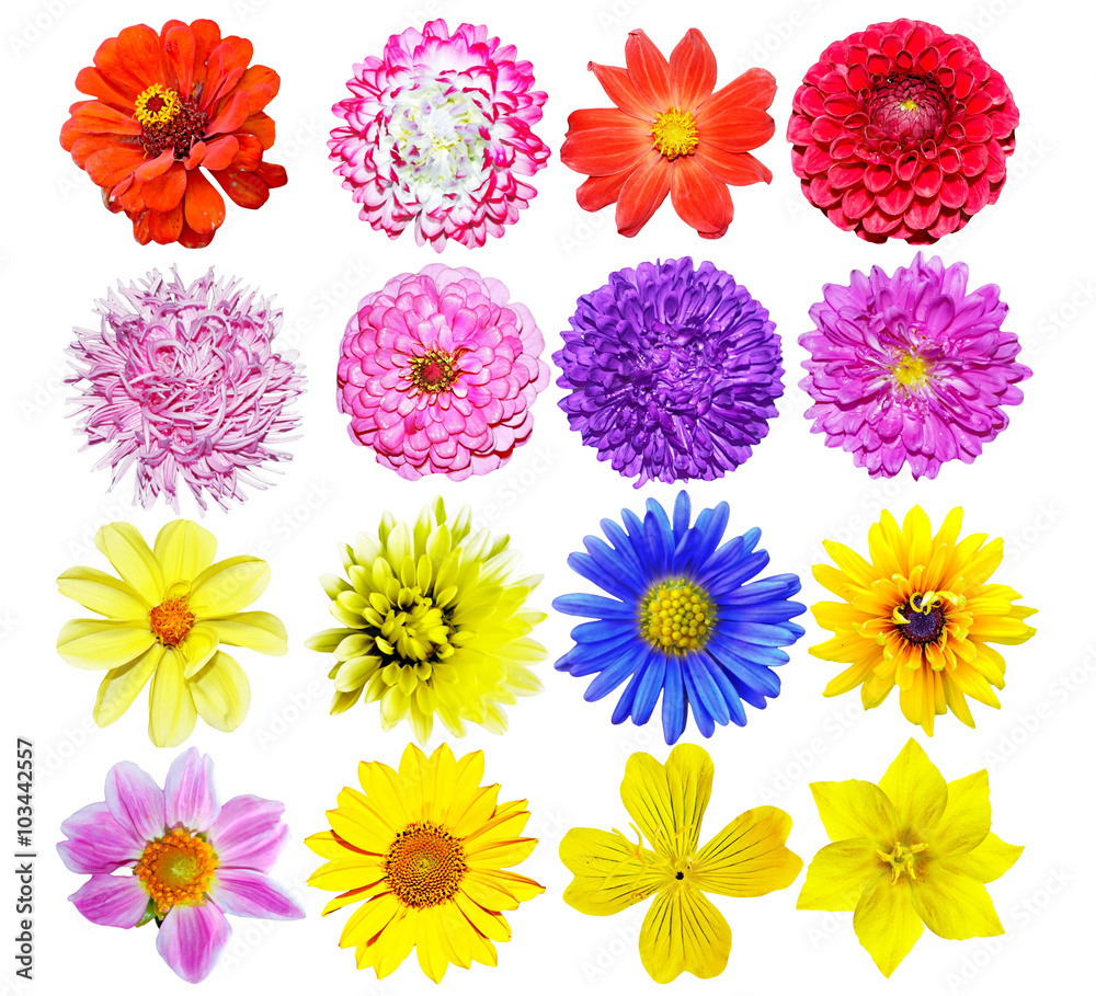 Multi-colored flowers isolated on a white background Multi-colored flowers isolated on a white background