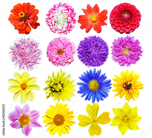 Multi-colored flowers isolated on a white background
