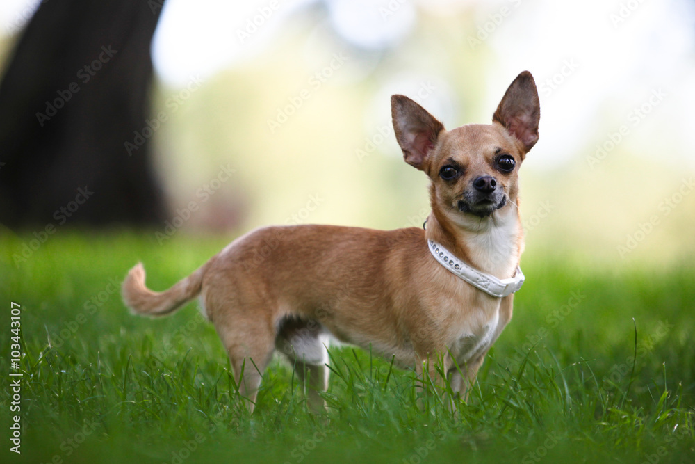 Dog in the park Dog in the park