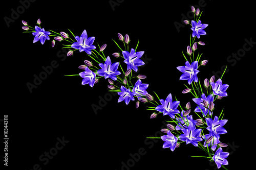 campanula flowers twig isolated on black background. delicate fl