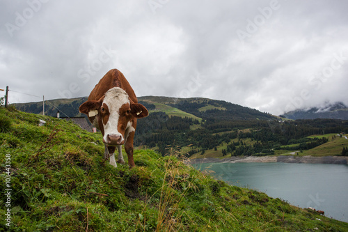 Cow at farmland during the spring