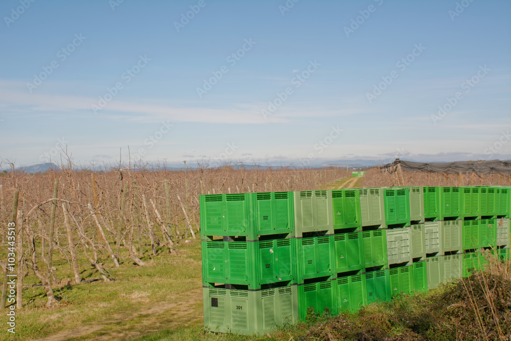 Fototapeta premium arboriculture fruitière