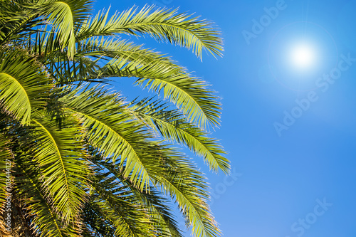 Fototapeta Naklejka Na Ścianę i Meble -  palm branches under a blue sky
