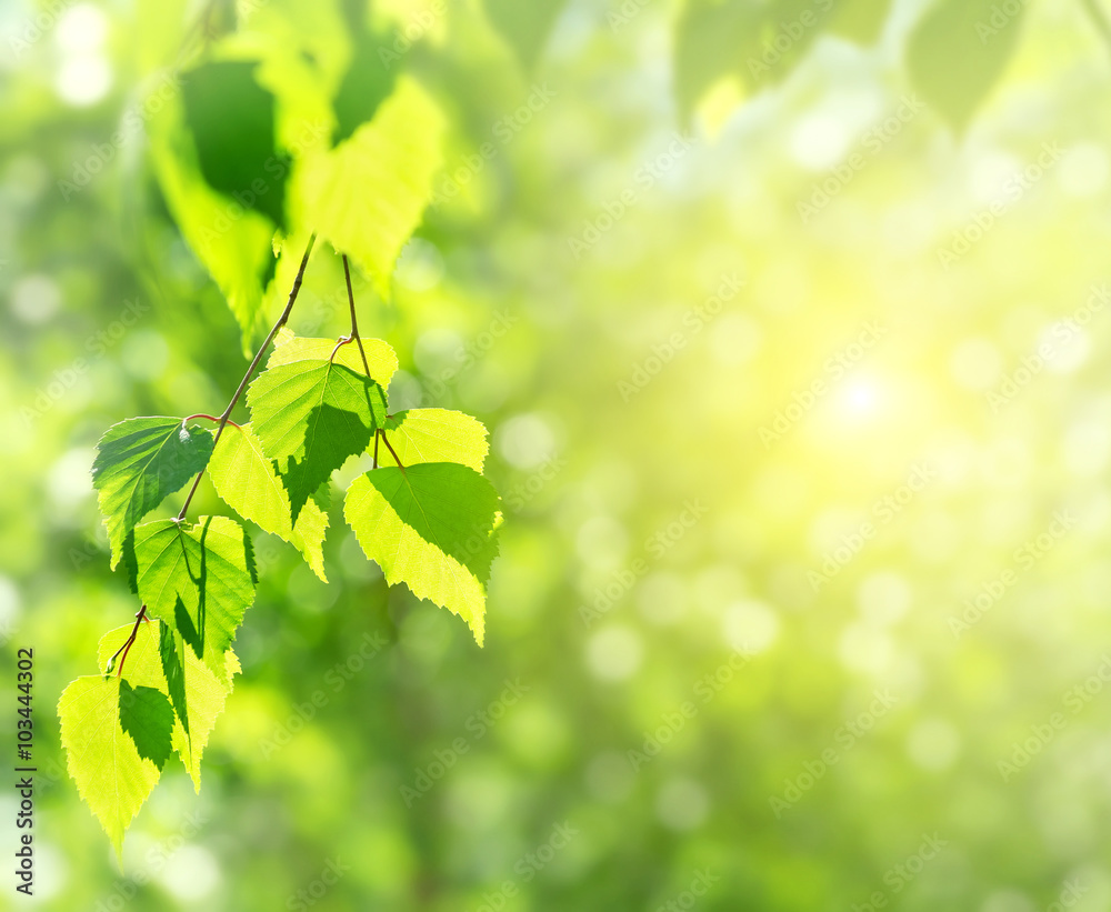 Fototapeta premium Spring background with birch branches in the sun
