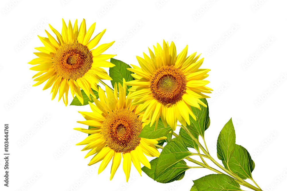 Naklejka premium beautiful sunflower isolated