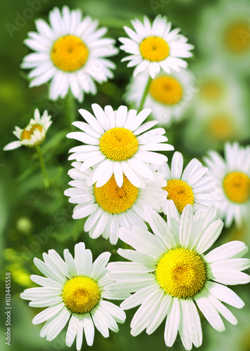 Bouquet of camomiles at sunlight. Natural cute background.