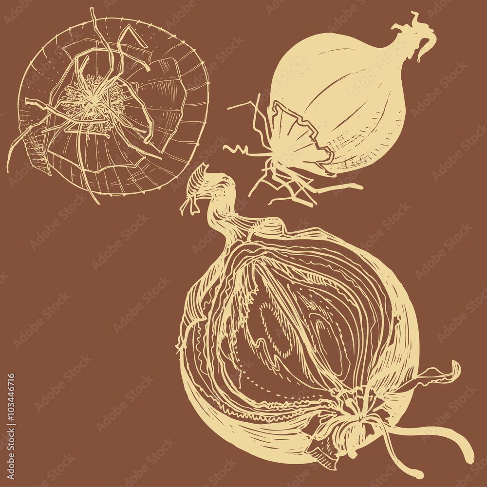custom made wallpaper toronto digitalVector fresh brown onions engrave drawing.