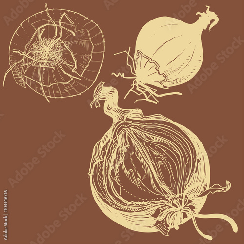 Wallpaper Mural Vector fresh brown onions engrave drawing. Torontodigital.ca
