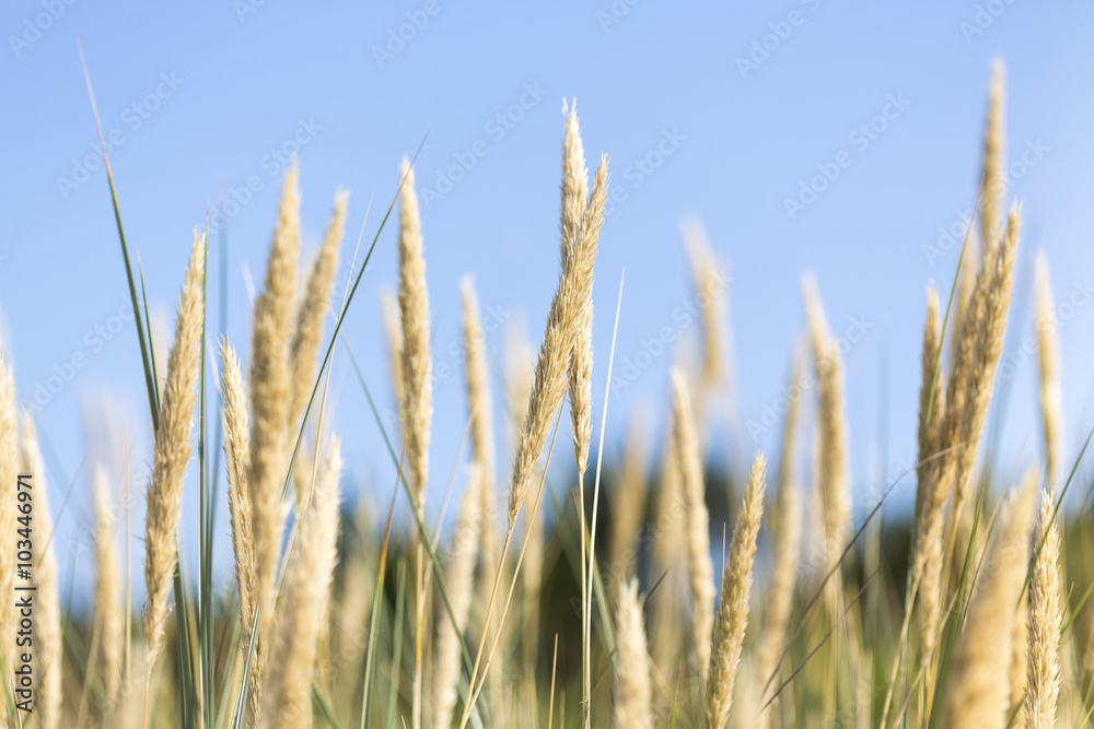 closeup of reeds with blue sky for backgrounds closeup of reeds with blue sky for backgrounds