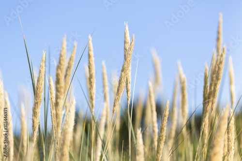 closeup of reeds with blue sky for backgrounds