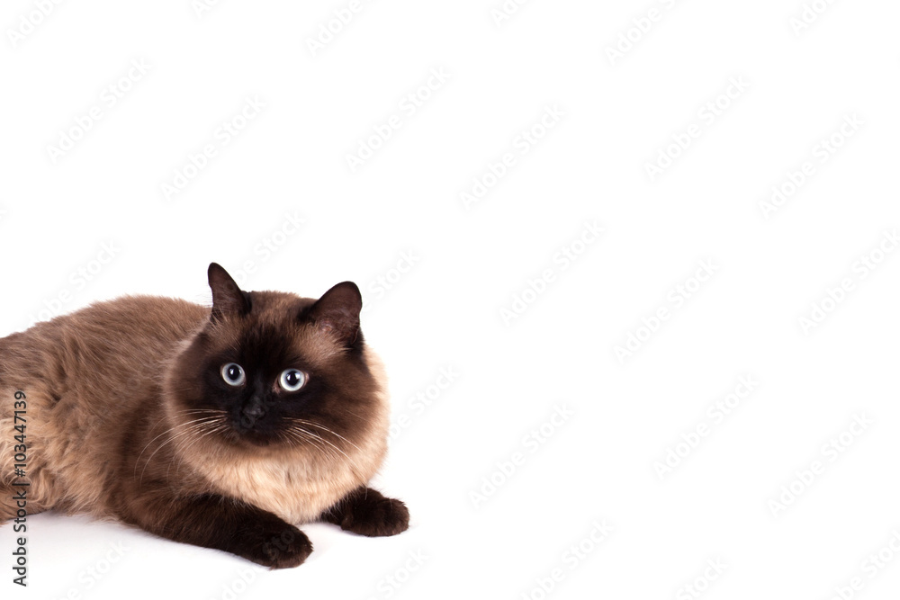 Siamese cat on a white background