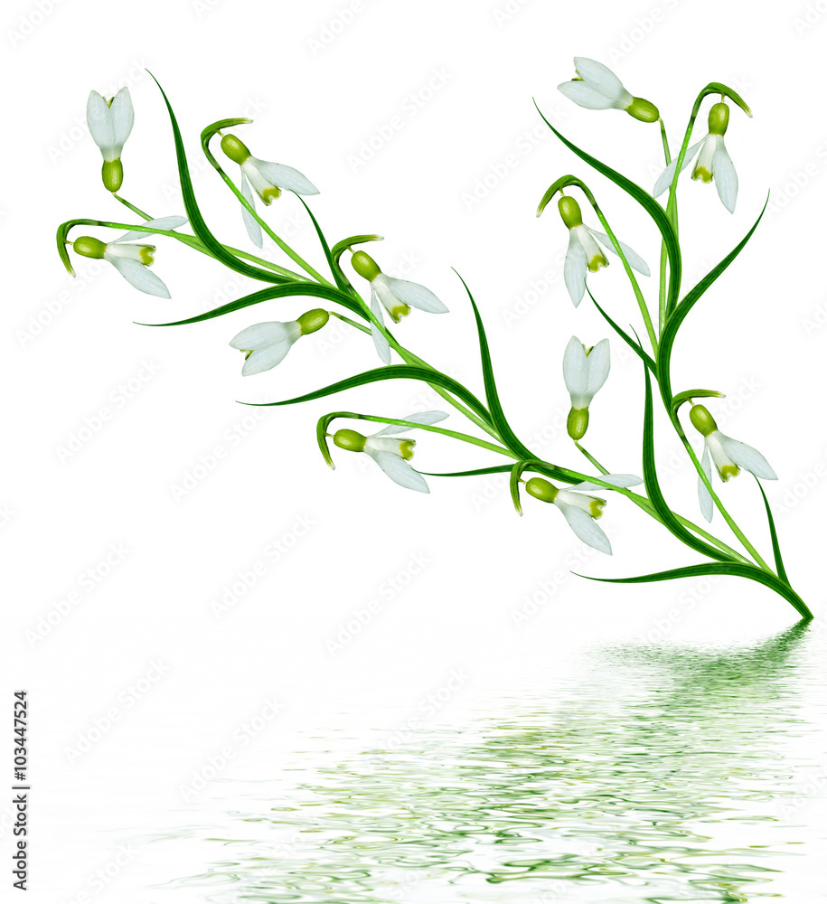 spring flowers snowdrops isolated on white background. spring flowers snowdrops isolated on white background.