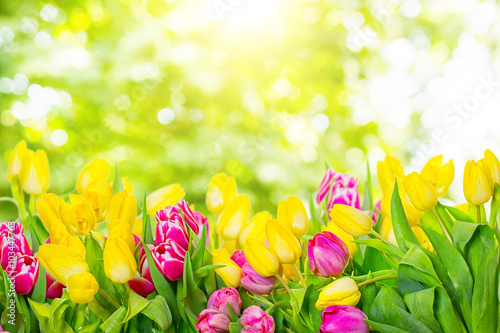 Fototapeta Naklejka Na Ścianę i Meble -  tulip bokeh backgrounds