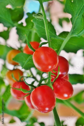 Wallpaper Mural Bright red cherry tomatoes growing on a green vine Torontodigital.ca