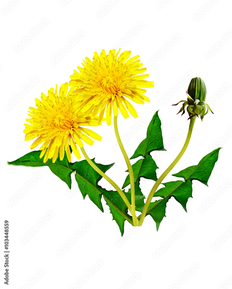Obraz premium dandelion flowers isolated on white background