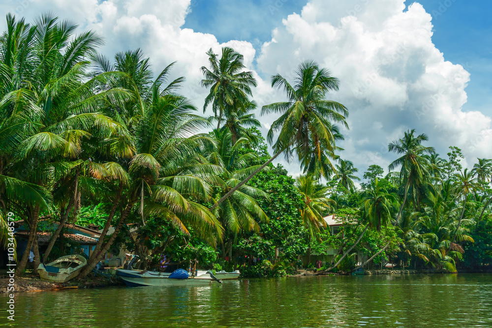 Tropical palm trees on the river bank.