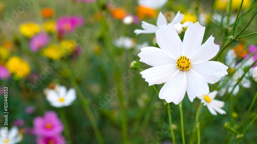 White cosmos flowers in graden
