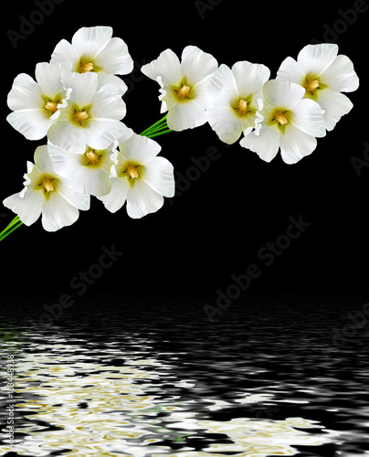 mallow flowers isolated on black  background