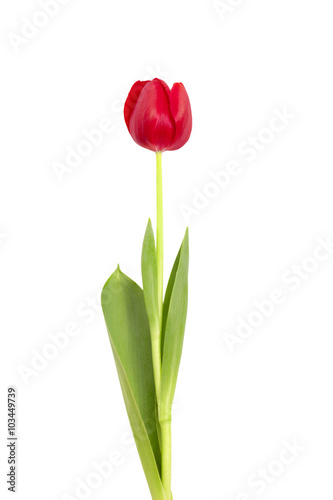  flower tulip on a stem