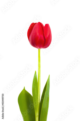 flower tulip  on a stem