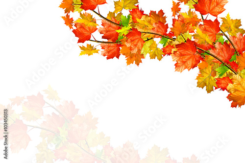 autumn leaves isolated on white background.