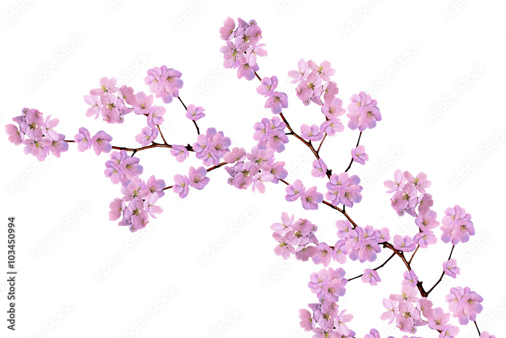 White apple flowers branch White apple flowers branch