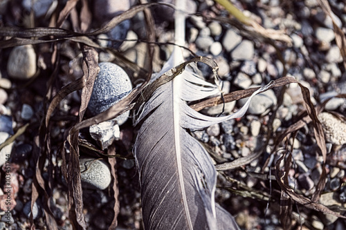 macro of an old feather laying on a beach