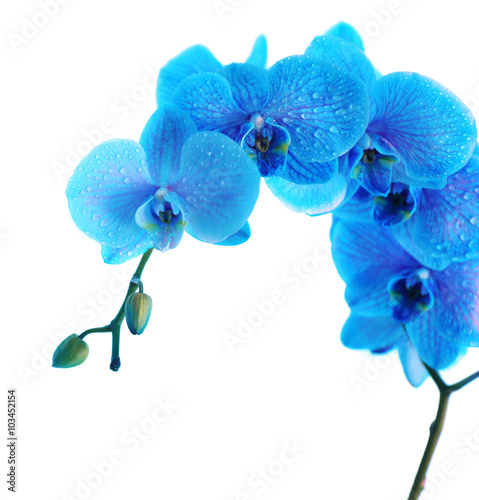 Beautiful orchid flower on  blue background