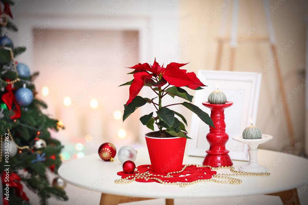 Christmas flower poinsettia on holiday interior Christmas flower poinsettia on holiday interior