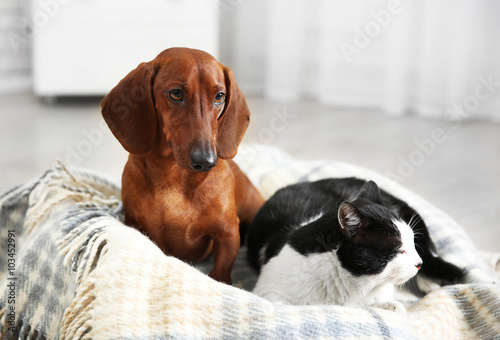 Beautiful cat and dachshund dog on plaid © Africa Studio