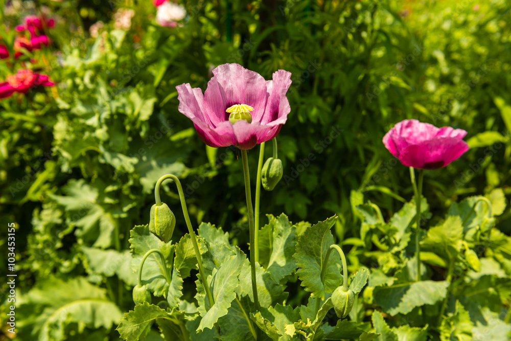Pink poppy in a summer garden on sunny day