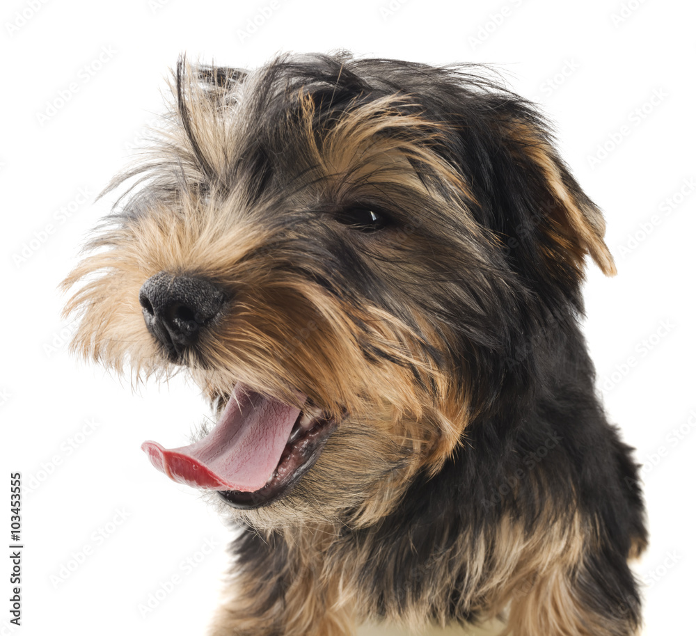 Yorkshire terrier