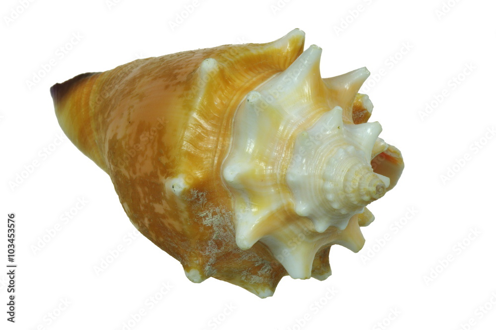Seashell on the white background, isolated. Seashell on the white background, isolated.