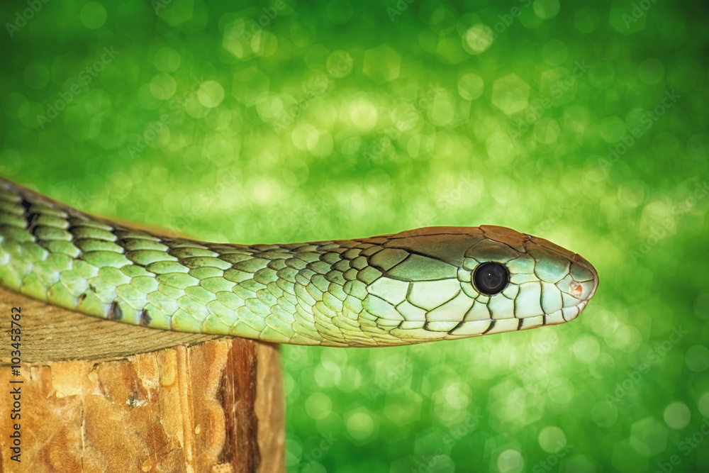 Obraz premium Green Snake