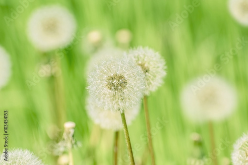 Dandelions on the Green
